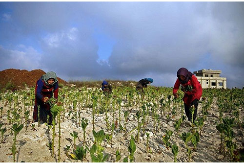 El exitoso negocio del tabaco en Líbano (En fotos)